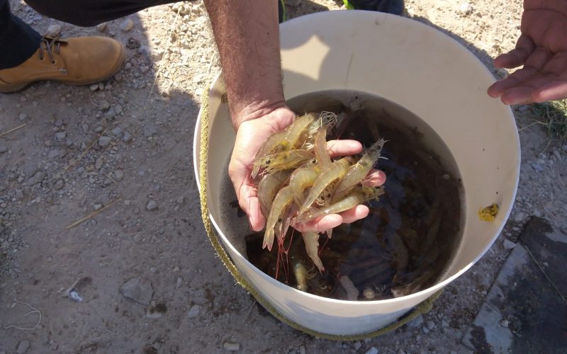 Honduras and China: challenges for the local shrimp industry